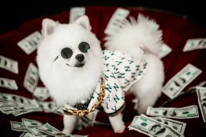 a white little dog