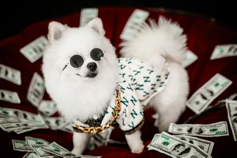 a white little dog
