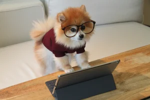 A small Pomeranian dog is posing like a fractional bookkeeper, wearing glasses and a sweatshirt as it leans on a table in front of a laptop.