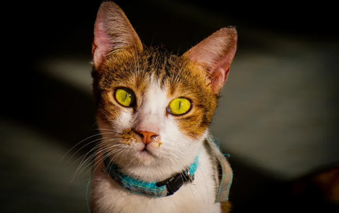 Pet Tax Deductions 2025 What’s Actually Allowed for Individuals