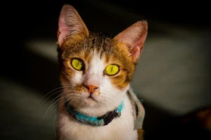 Pet Tax Deductions 2025 What’s Actually Allowed for Individuals