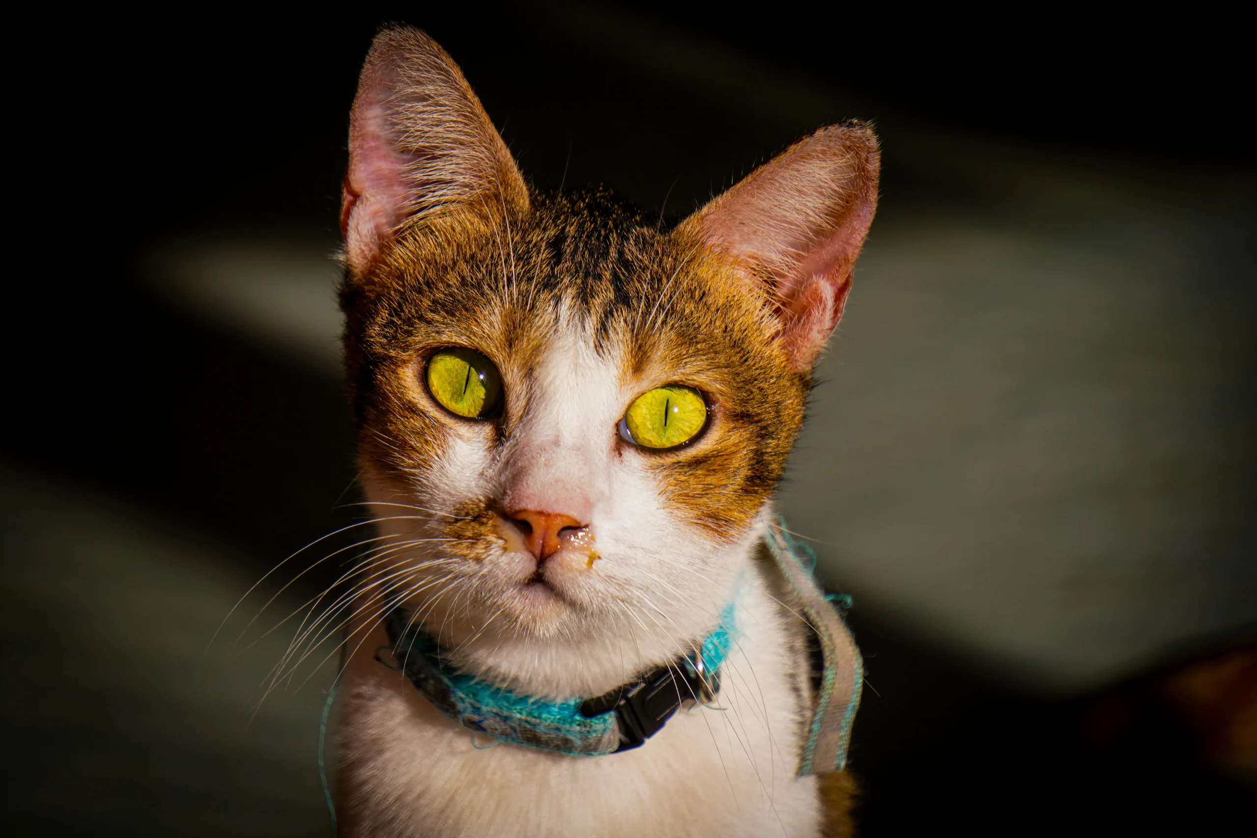 Pet Tax Deductions 2025 What’s Actually Allowed for Individuals