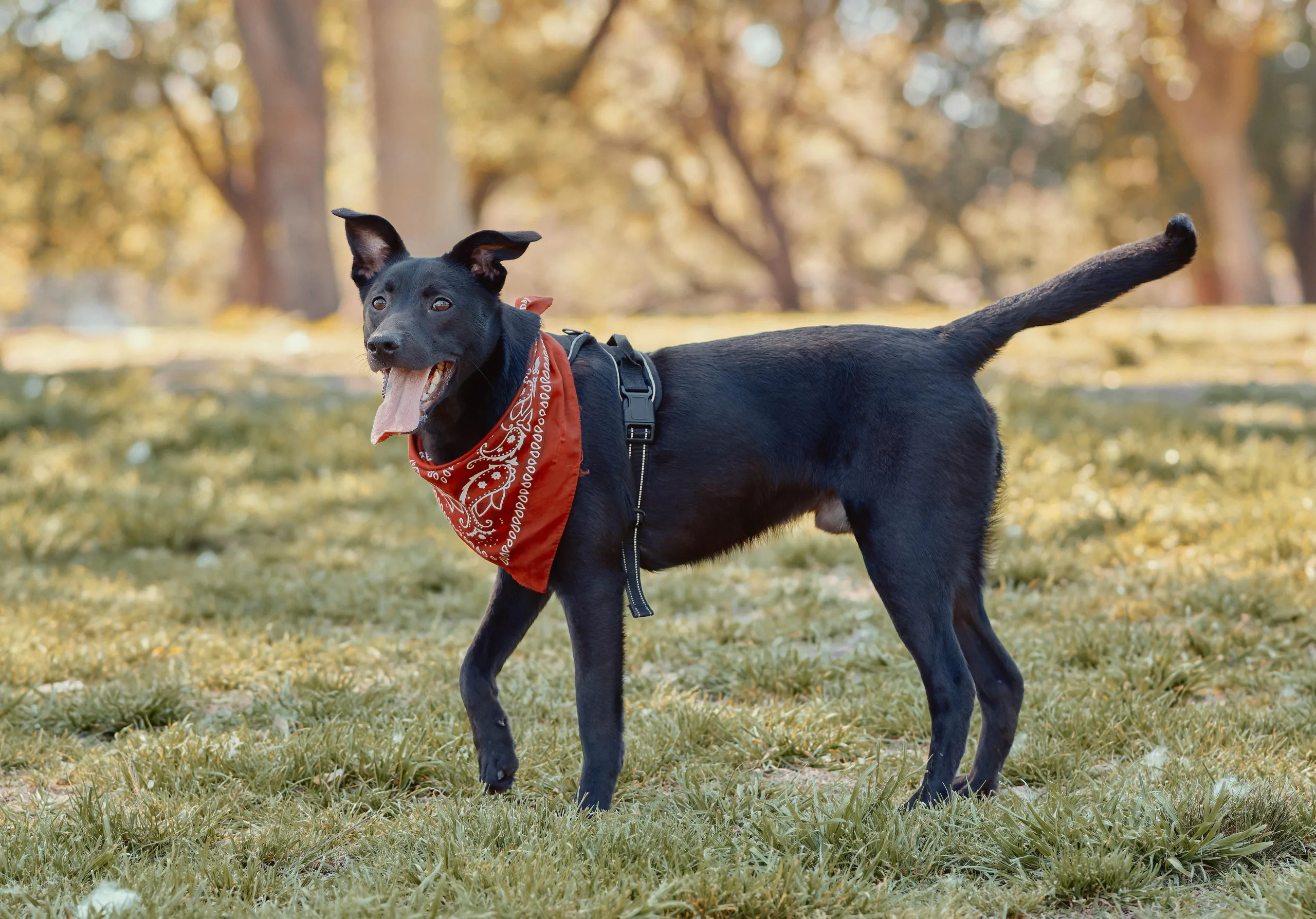 TDLR What Are Pet Tax Deductions 2025