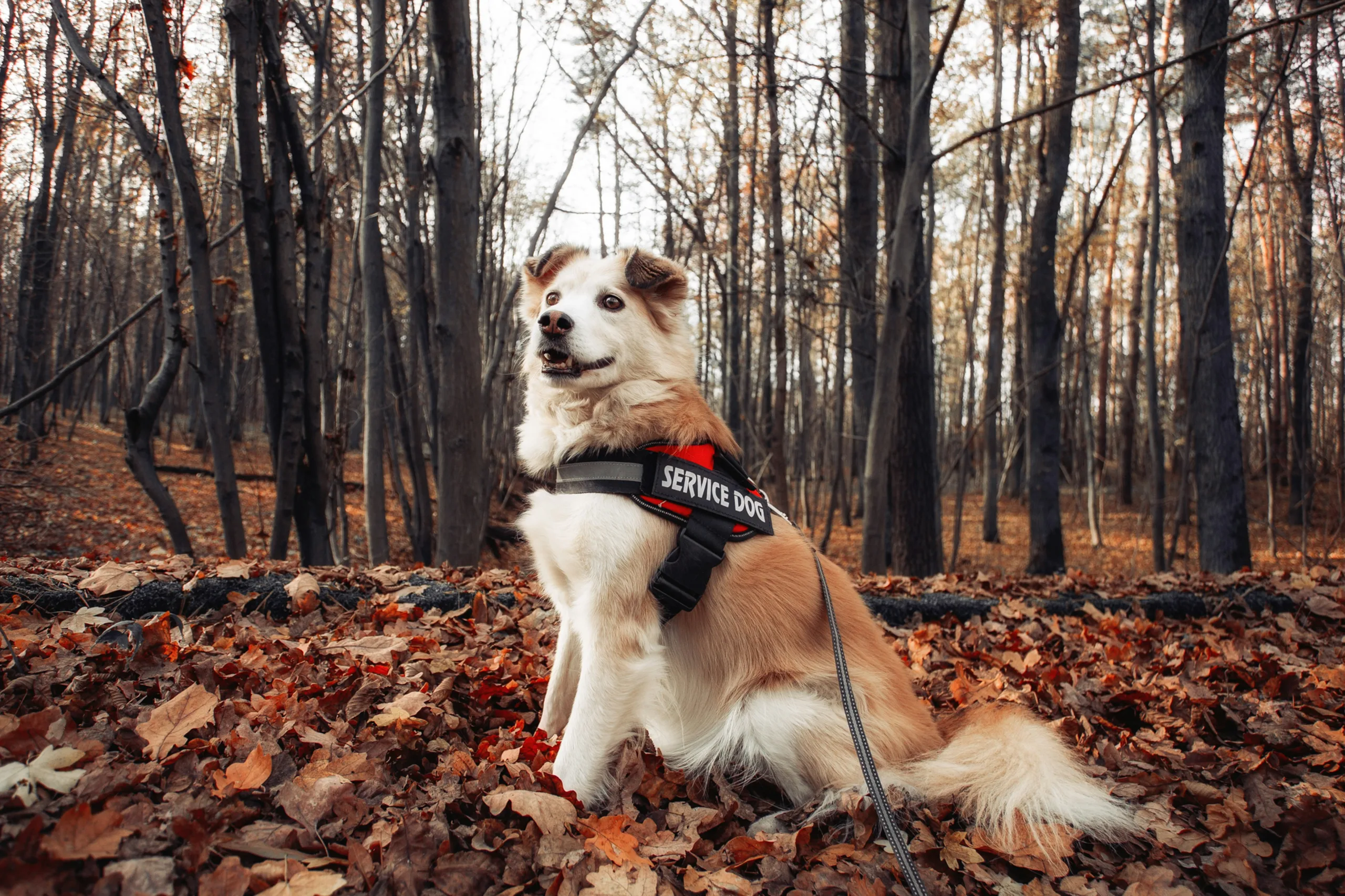 When Pet Expenses May Be Deductible in 2025